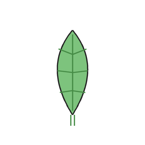 How to Draw a Leaf