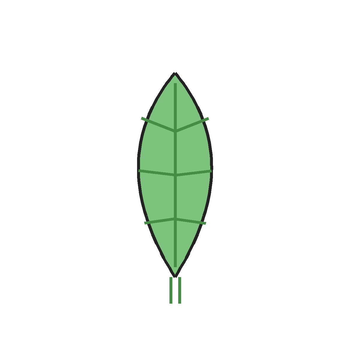 Finished colored drawing: How to Draw a Leaf
