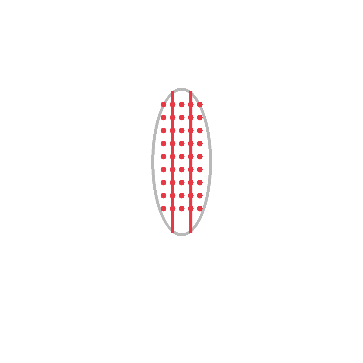 How to Draw Corn on the Cob — step 2