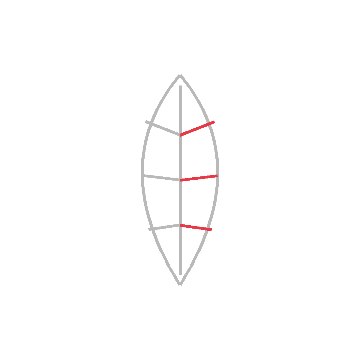 How to Draw a Leaf — step 4